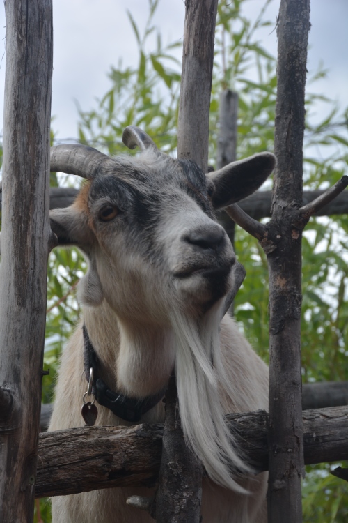 goat